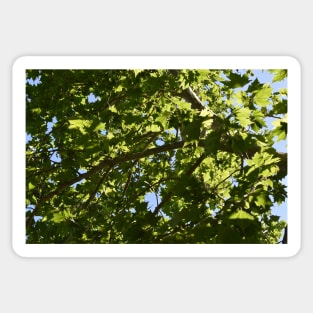 Afternoon Maple Tree Leaves Sticker